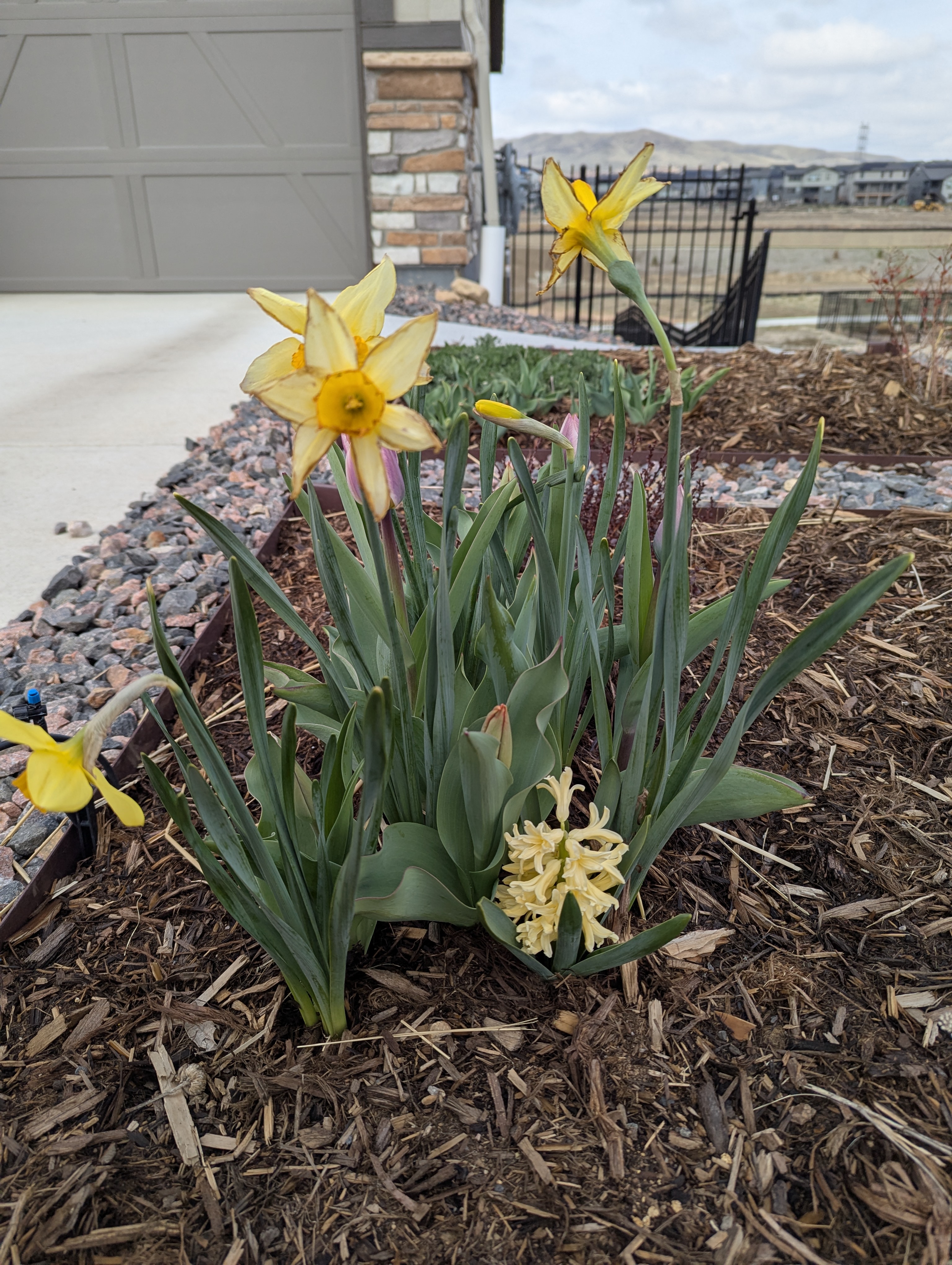 Daffodils, Hyacinth, Tulips, Morrison, Colorado